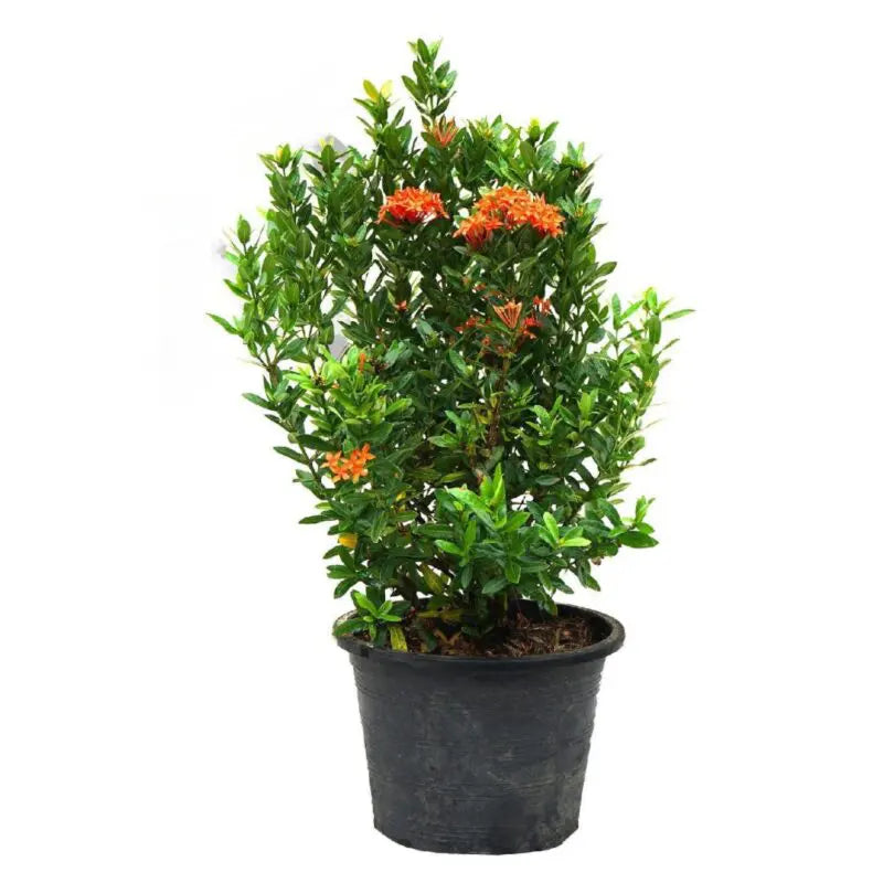 Ixora chinensis (Assorted colours)