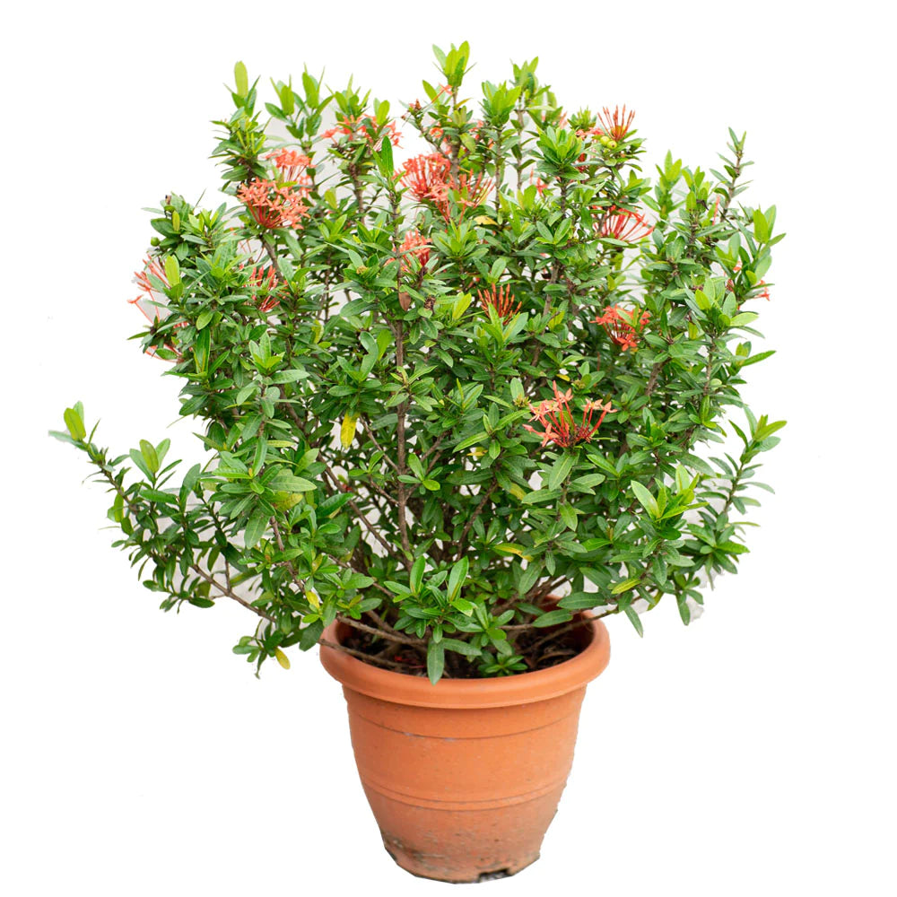 Ixora chinensis (Assorted colours)