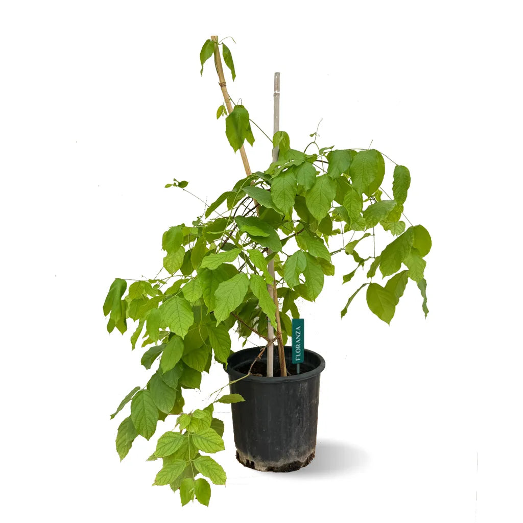 Quiscalis  indica -Rangoon Creeper