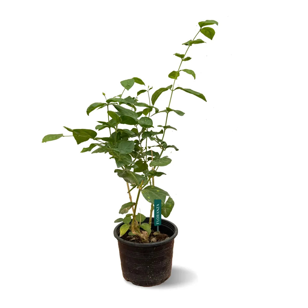 Jasminium sambac -Arabian Jasmine