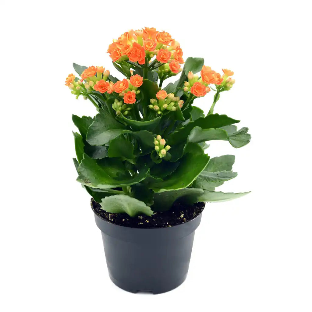 Kalanchoe Orange - Flaming Katy