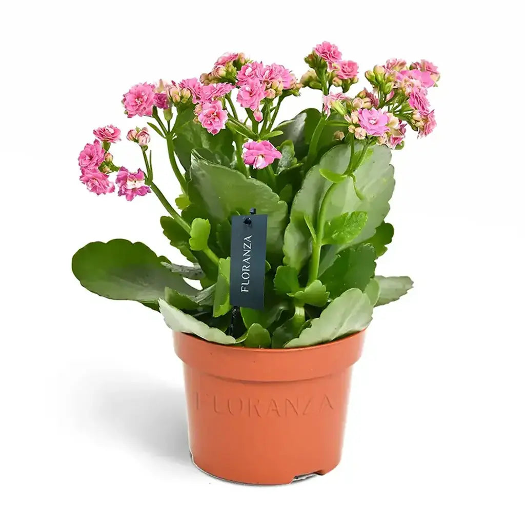 Kalanchoe - Flaming Katy