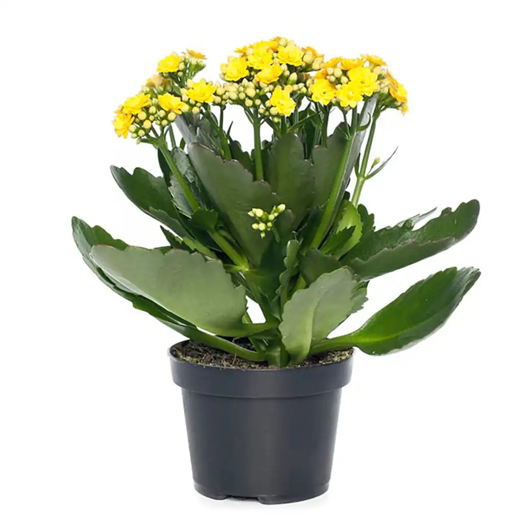 Kalanchoe - Flaming Katy