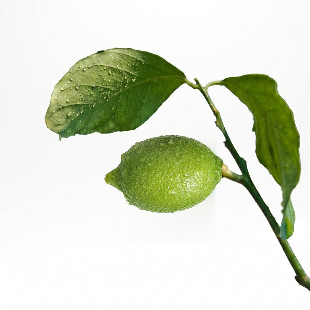 Lemon tree- Citrus limon
