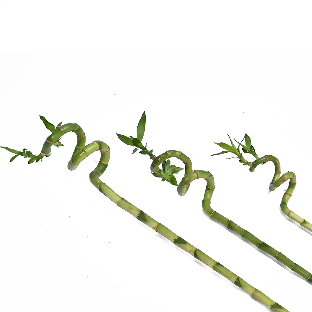 Lucky Bamboo stick  - Dracaena sanderiana