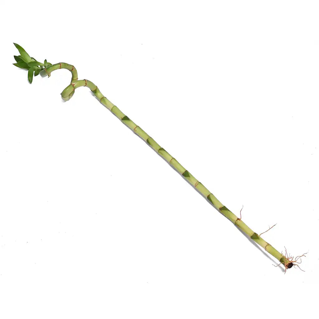 Lucky Bamboo stick  - Dracaena sanderiana