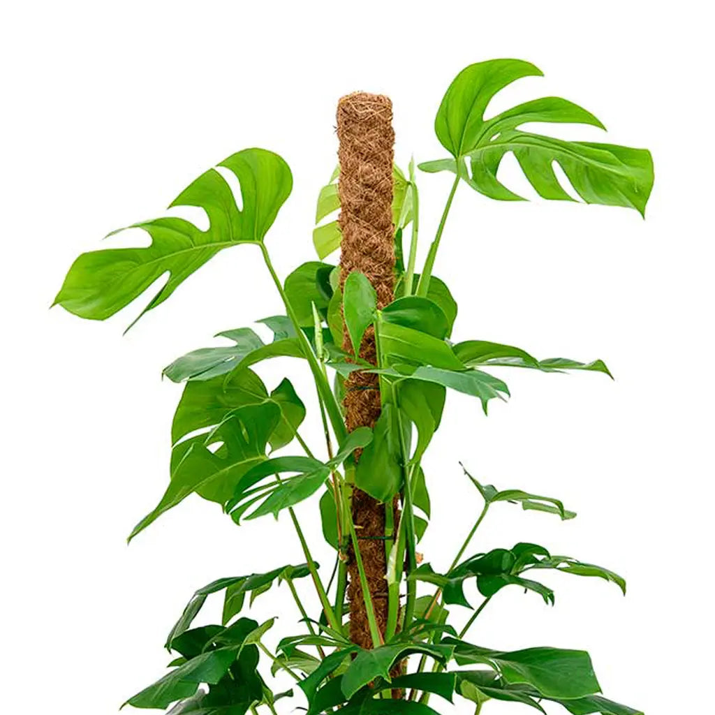 Mosstick