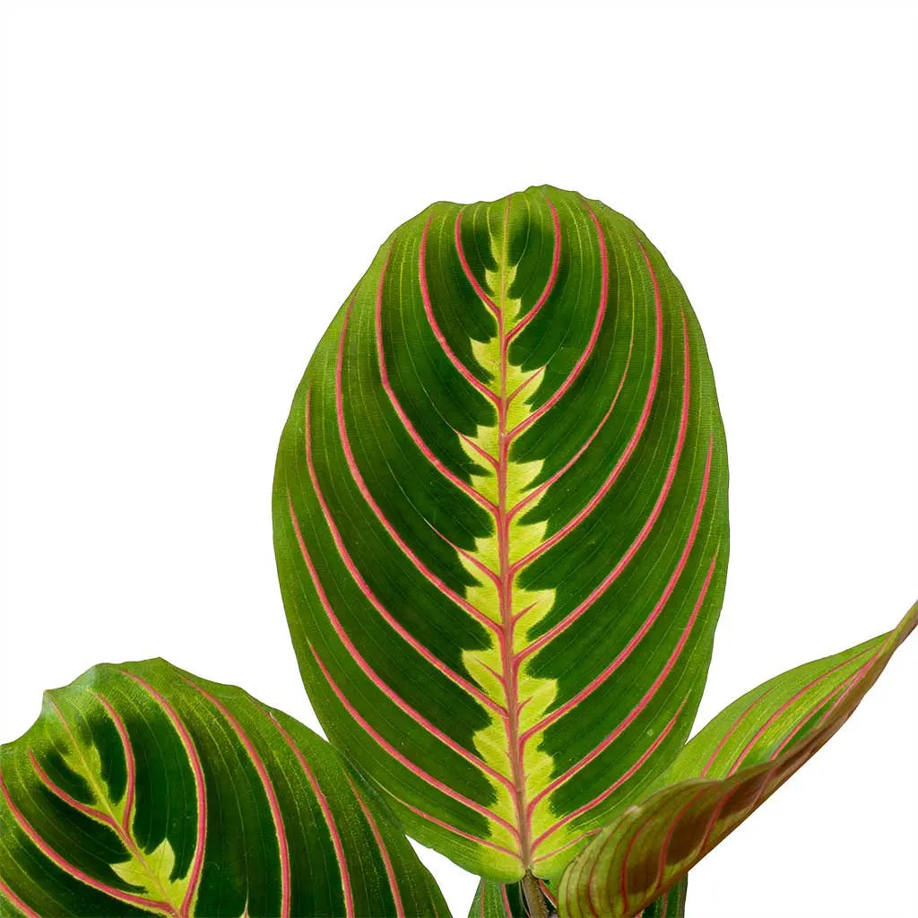 Maranta Fascinator- Prayer Plant