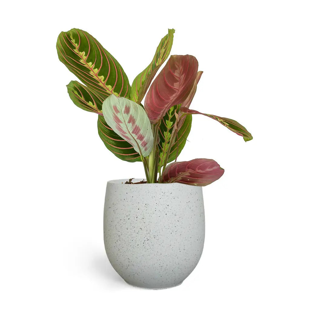 Maranta Fascinator- Prayer Plant