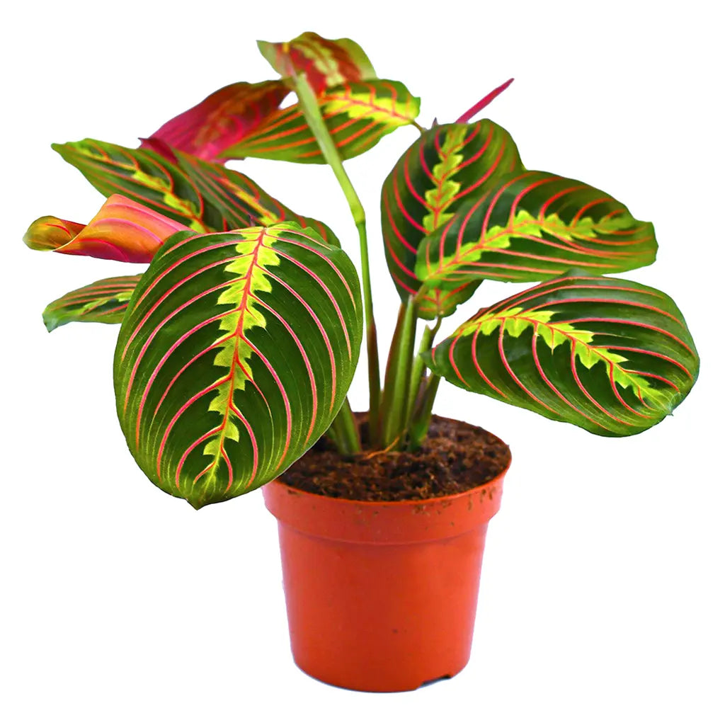 Maranta Fascinator- Prayer Plant