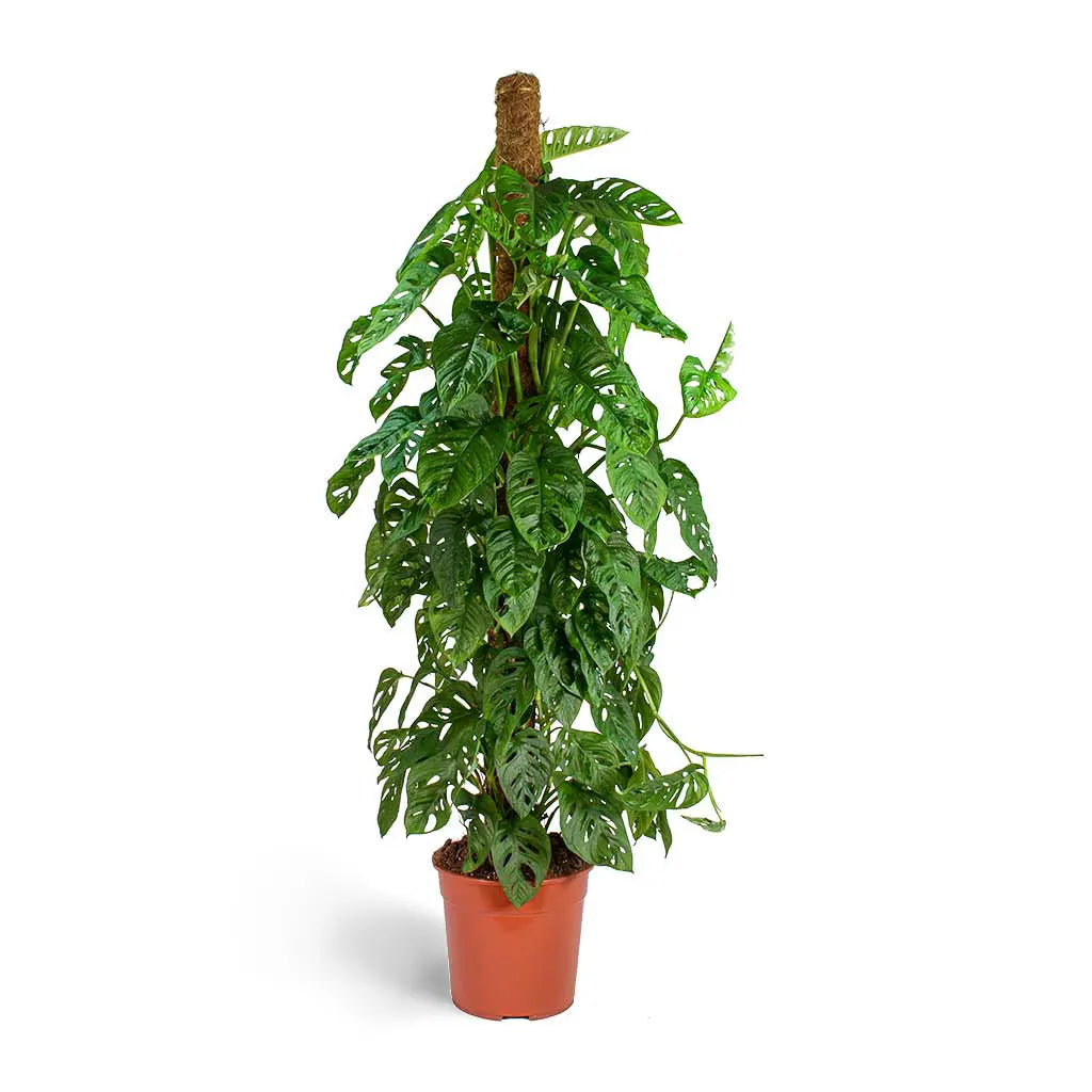 monkey mask plant vs swiss cheese Monstera Monkey Mask - Swiss Cheese plant