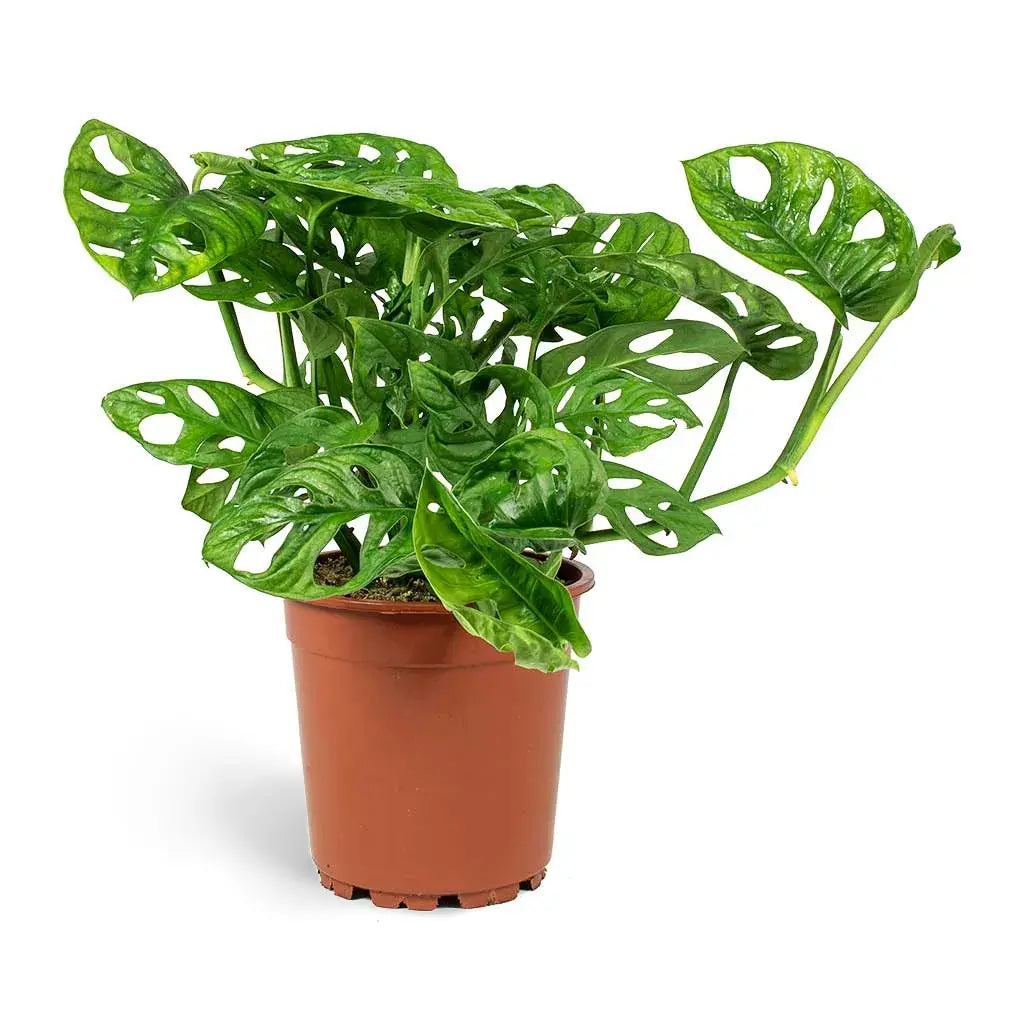 Monstera Monkey Mask - Swiss Cheese plant