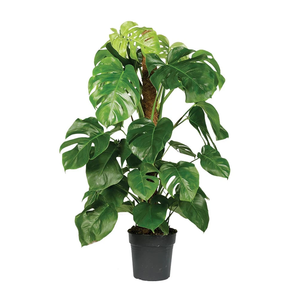 palm monstera plant Monstera Deleciosa- Fountain Palm
