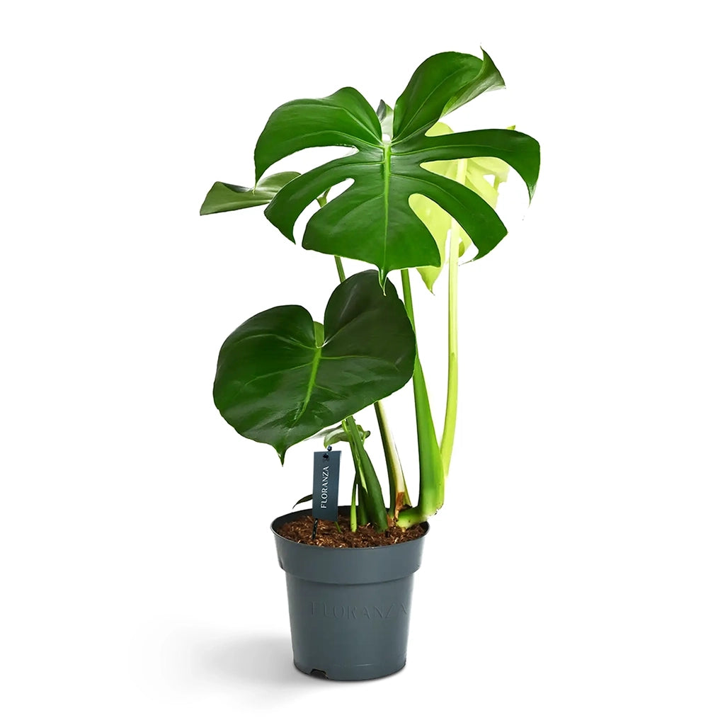 Monstera Deleciosa- Fountain Palm