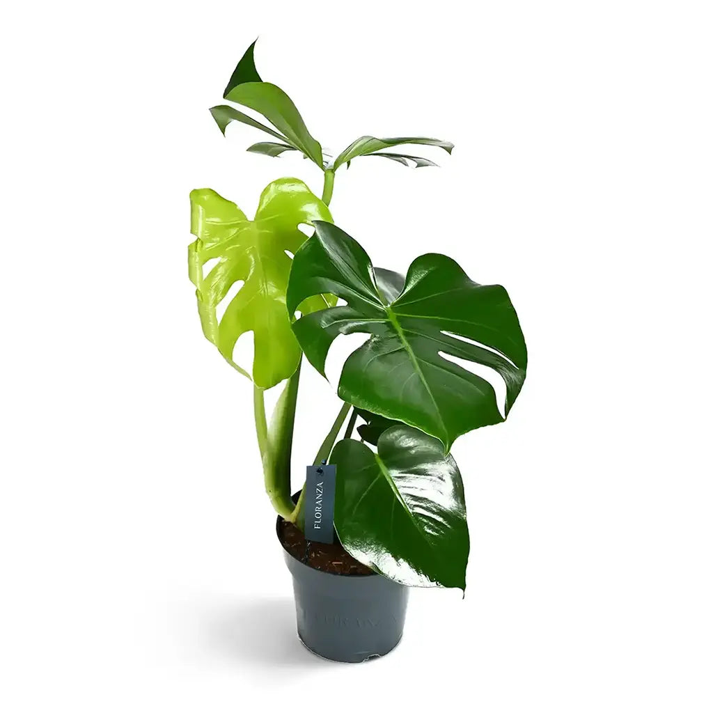 Monstera Deleciosa- Fountain Palm