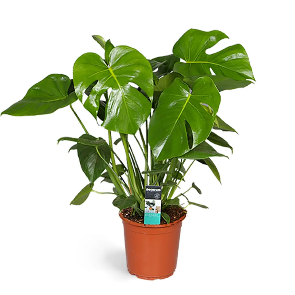 Monstera Deleciosa- Fountain Palm