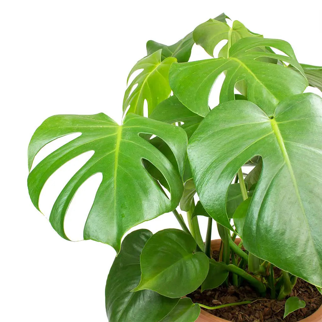 Monstera Deleciosa- Fountain Palm