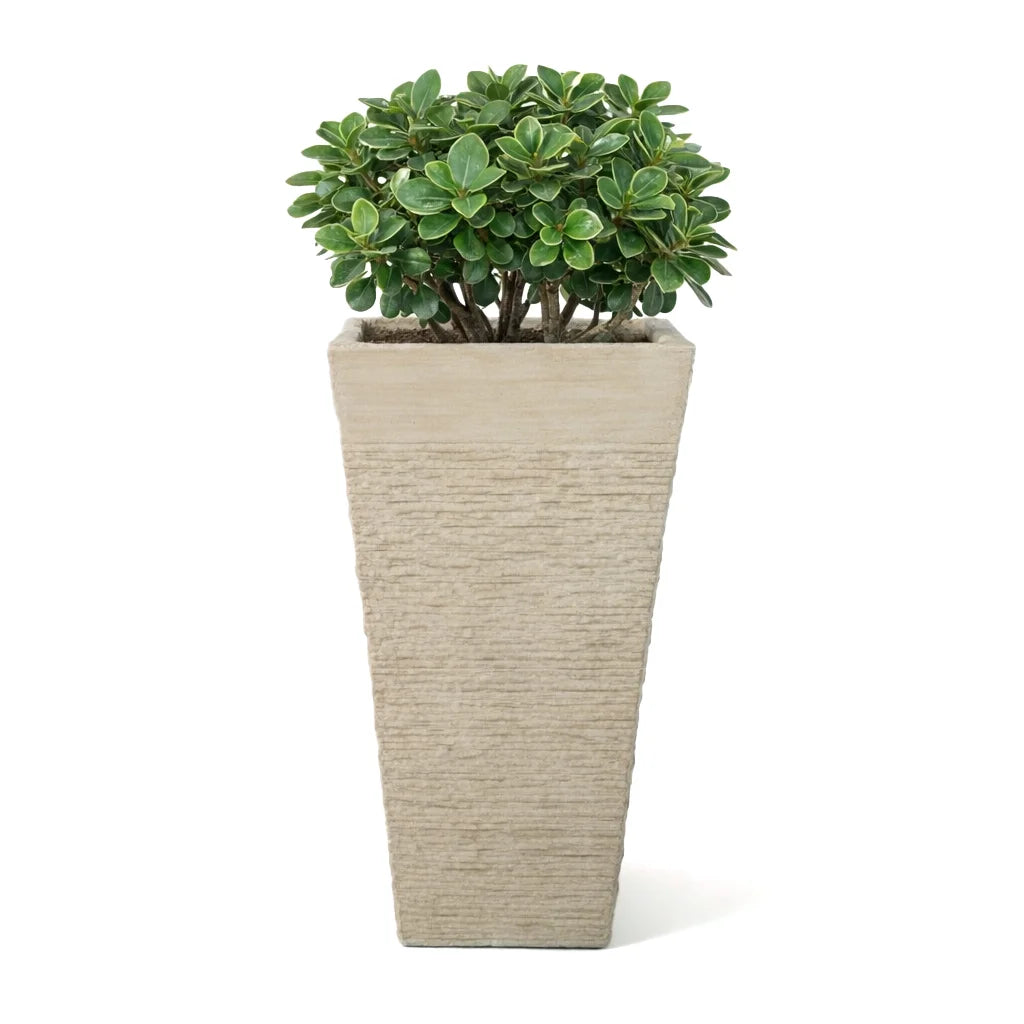 GRC POT NO 9