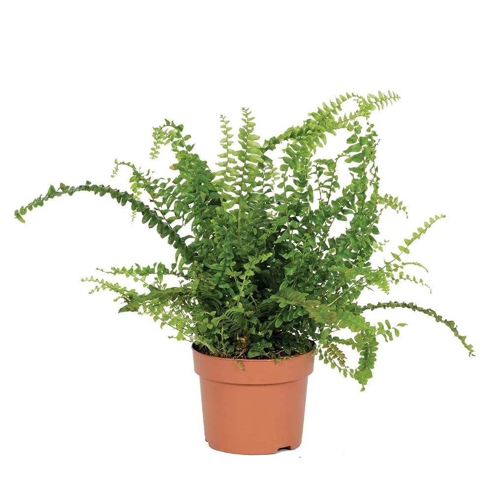 Nephrolepis Exaltata - Sword Fern- Boston fern