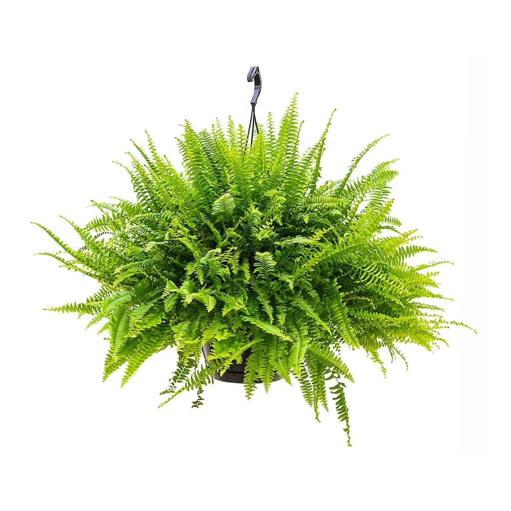 Nephrolepis Exaltata - Sword Fern- Boston fern