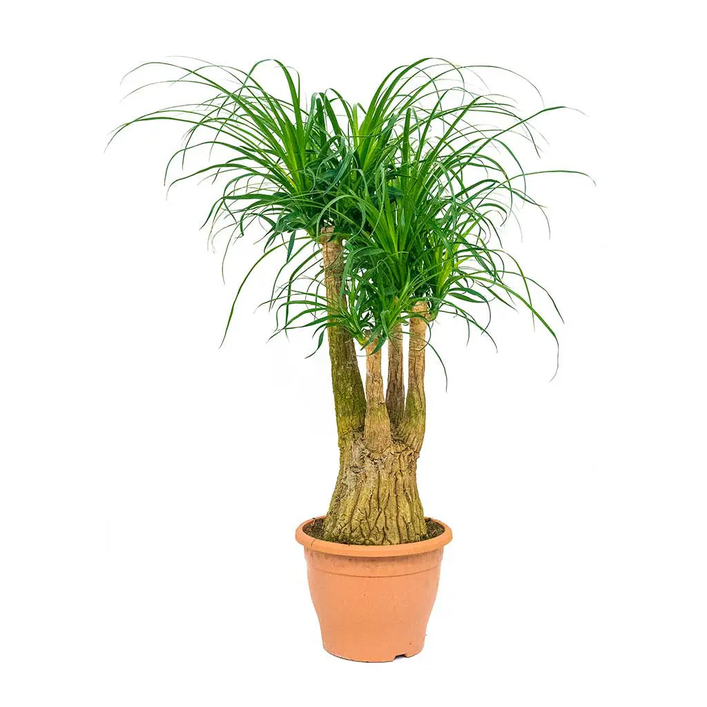 nolina recurvata ponytail palm Nolina Recurvata - Ponytail palm