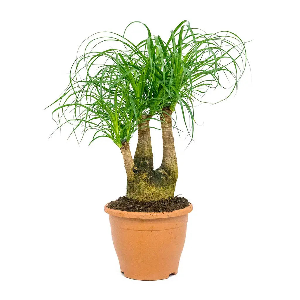 nolina recurvata ponytail palm Nolina Recurvata - Ponytail palm