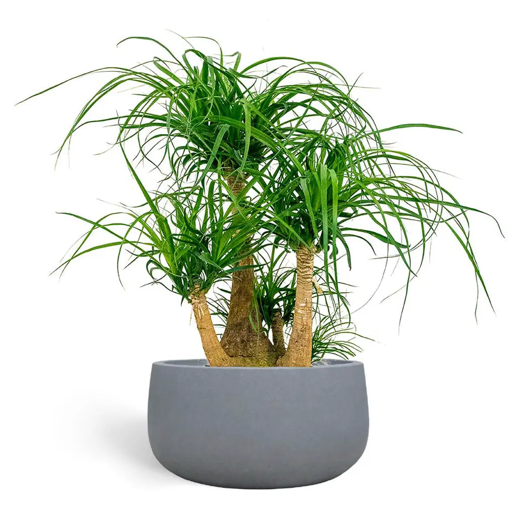 Nolina Recurvata  - Ponytail palm