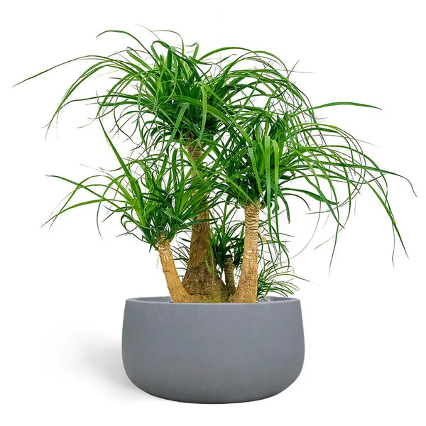 nolina ponytail palm Nolina Recurvata - Ponytail palm