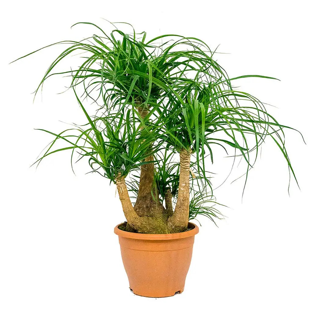 Nolina Recurvata  - Ponytail palm