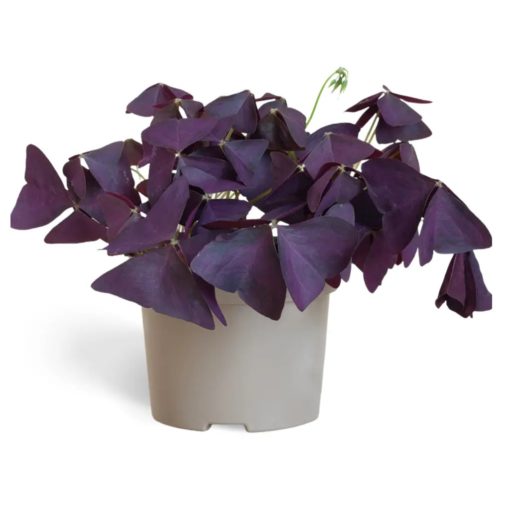 Oxalis Triangularis -  Love Plant- Burgundy Butterfly Plant