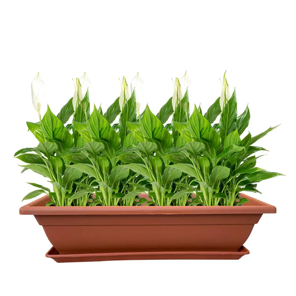 FENGUA PLASTIC PLANTER