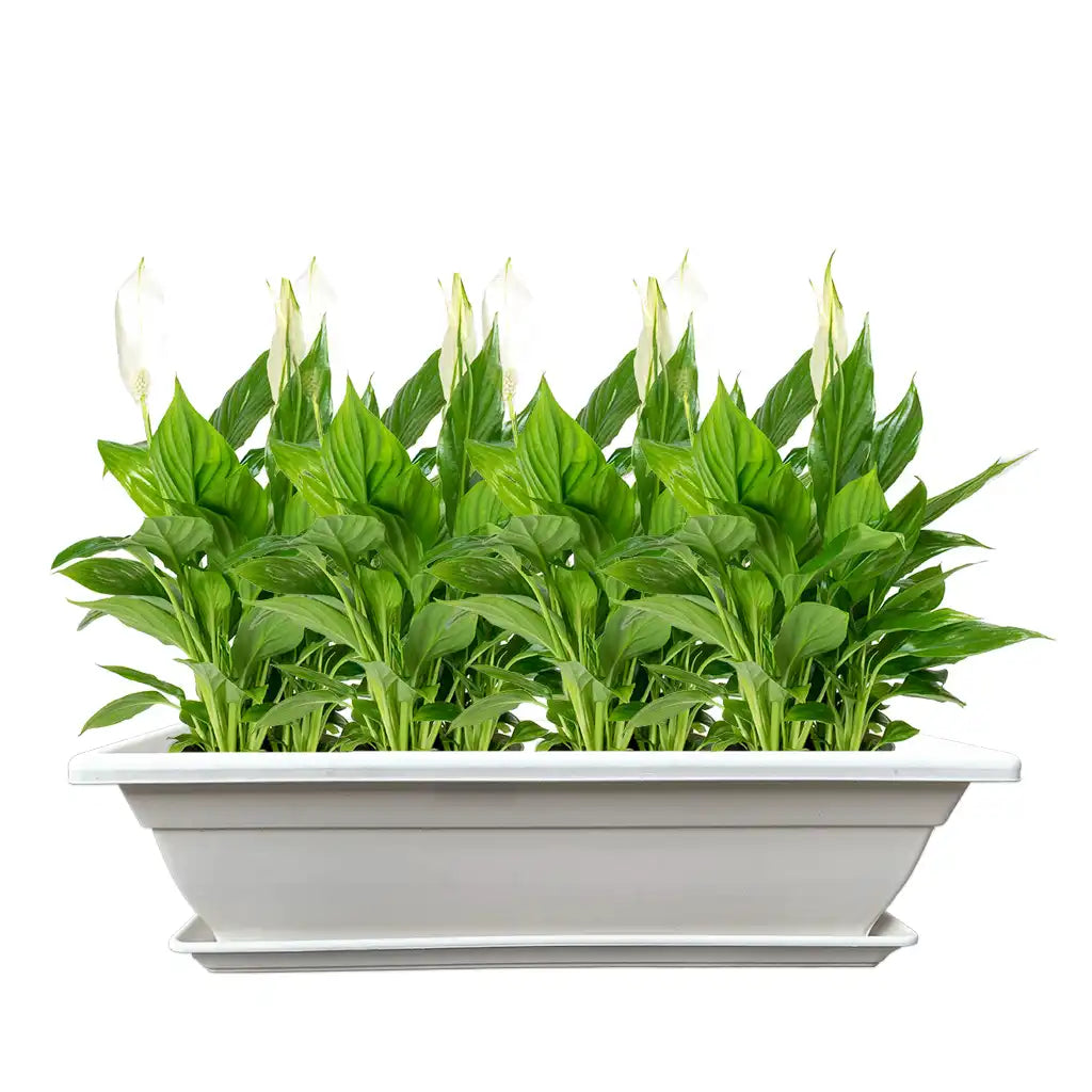 FENGUA PLASTIC PLANTER