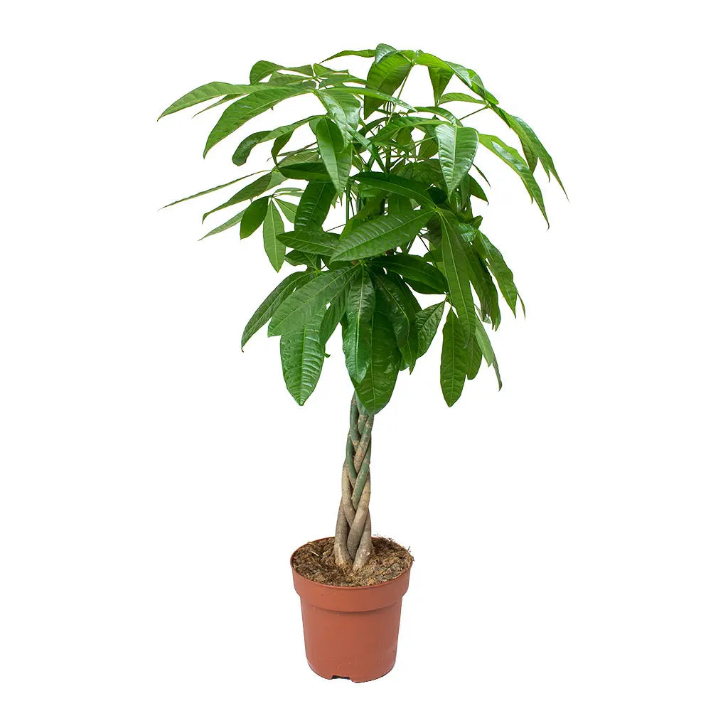 indoor plants qatar Pachira Aquatica - Guiana Chestnut