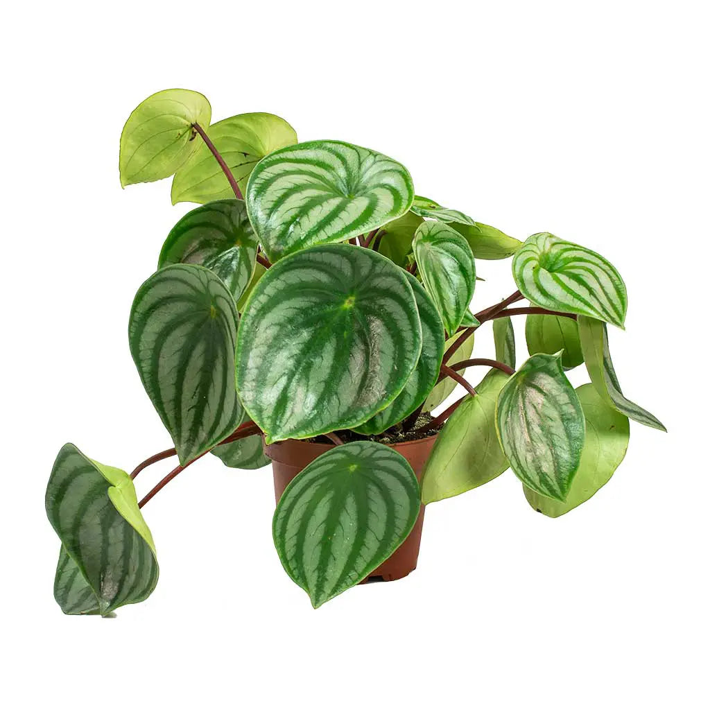 Peperomia Argyreia   - Watermelon Begonia