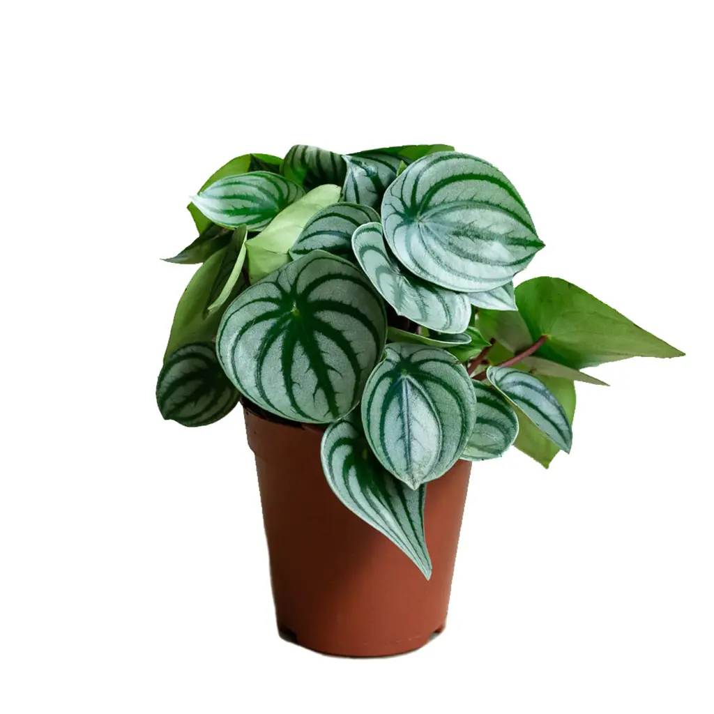 Peperomia Argyreia   - Watermelon Begonia