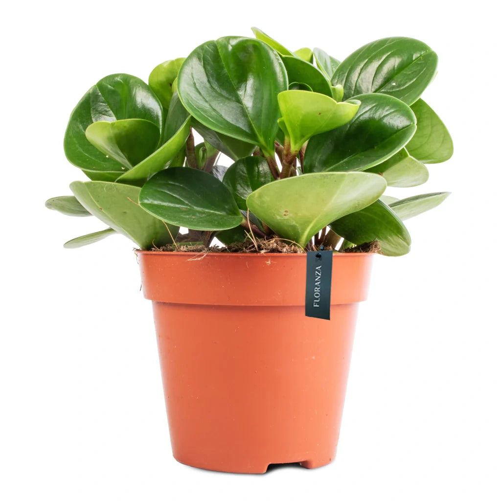 Peperomia obtusifolia - Baby Rubberplant
