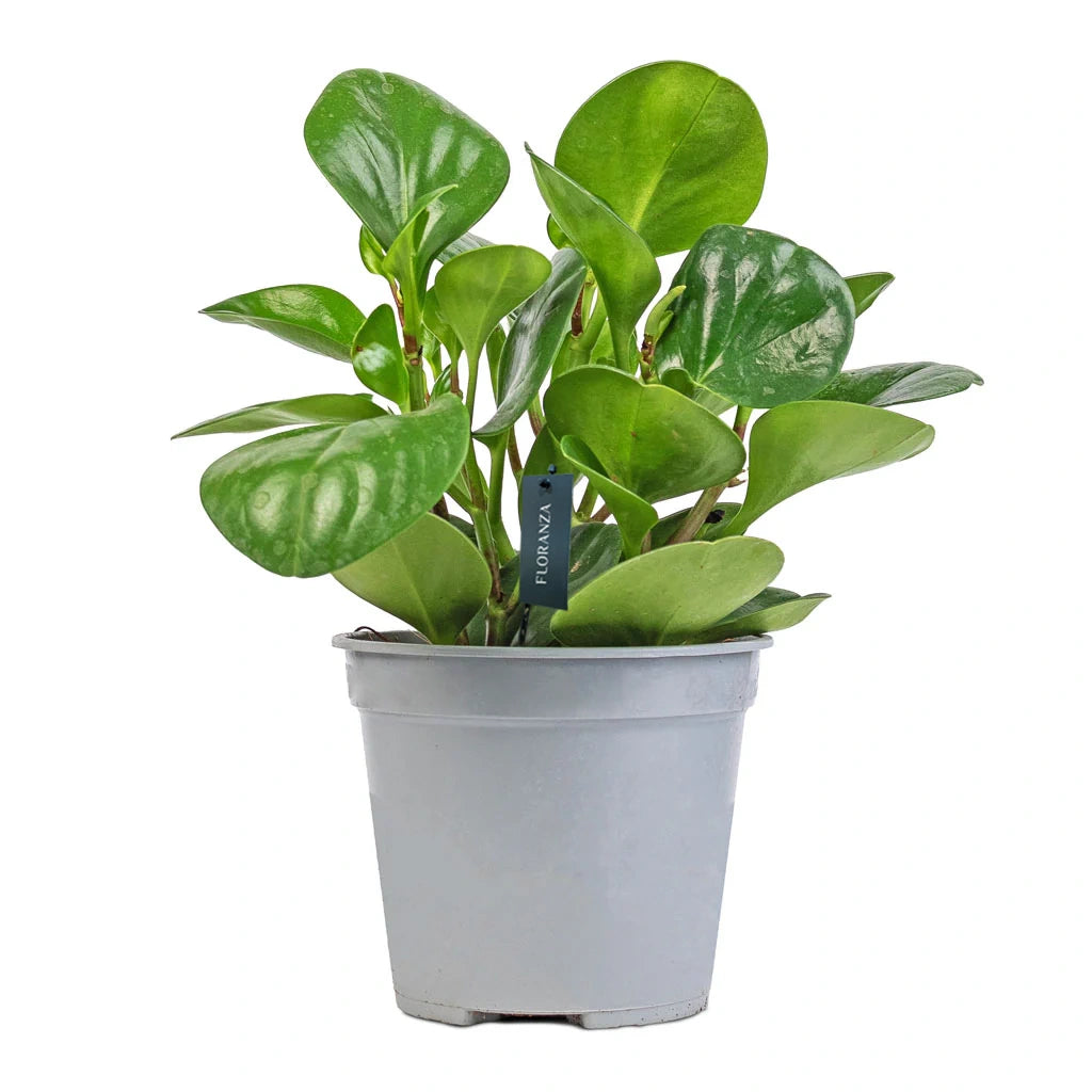 Peperomia obtusifolia - Baby Rubberplant