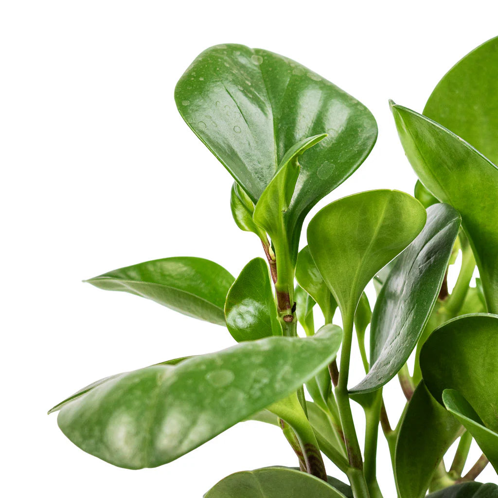 Peperomia obtusifolia - Baby Rubberplant