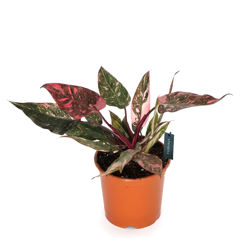blushing philodendron for sale Philodendron Pink Princess- Blushing Philodendron