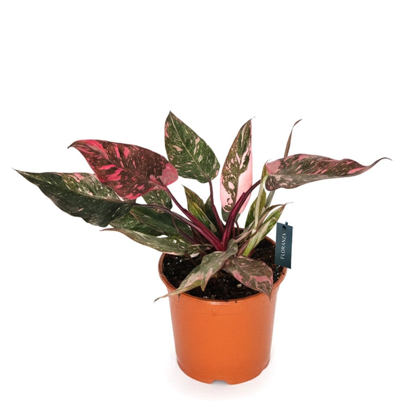Philodendron Pink Princess- Blushing Philodendron