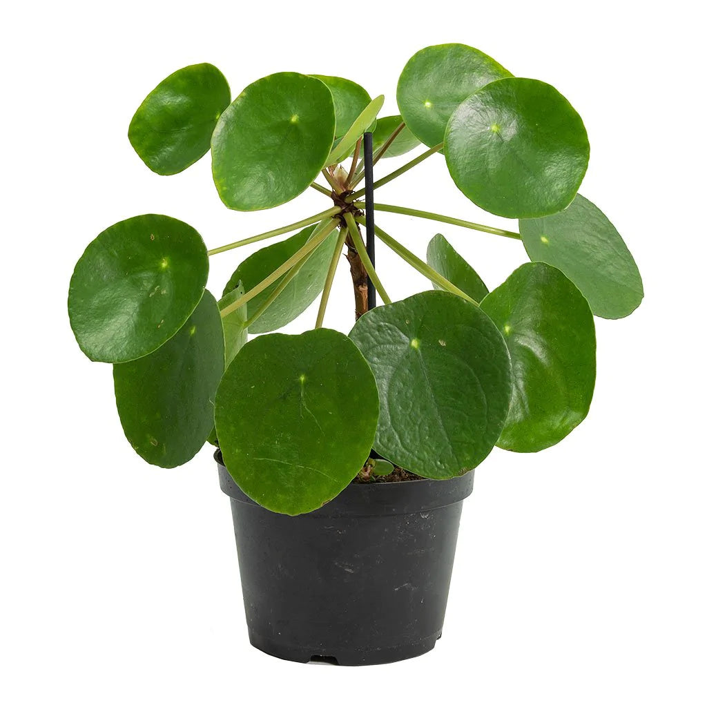 Pilea Peperomioides    - Chinese money plant