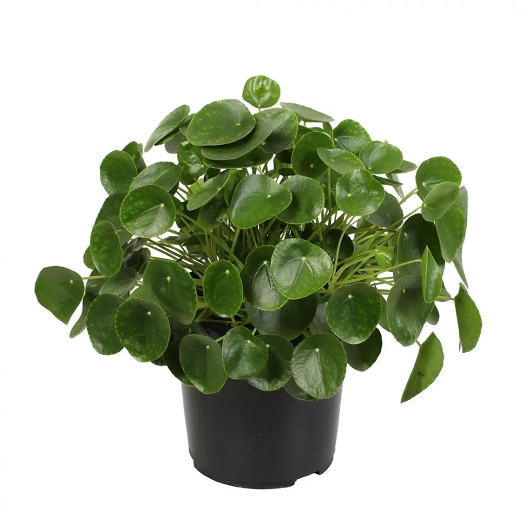 Pilea Peperomioides    - Chinese money plant