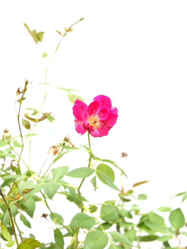 Rose Pakistan