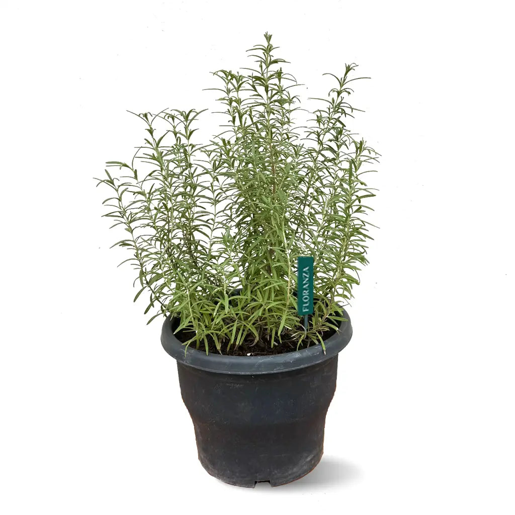Rosmarinus officinalis- Rosemary