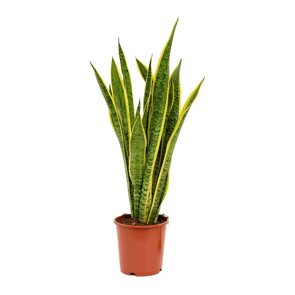 Sansevieria Laurentii  - Mother-In-Law's Tongue - Snake plant