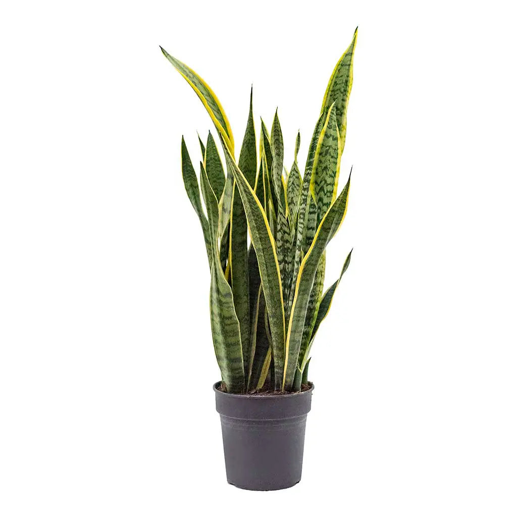 Sansevieria Laurentii  - Mother-In-Law's Tongue