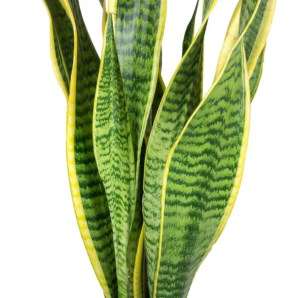 Sansevieria Laurentii  - Mother-In-Law's Tongue