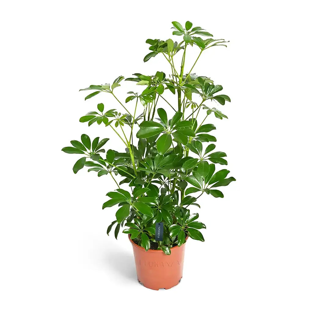Schefflera Compacta - Umbrella Plant