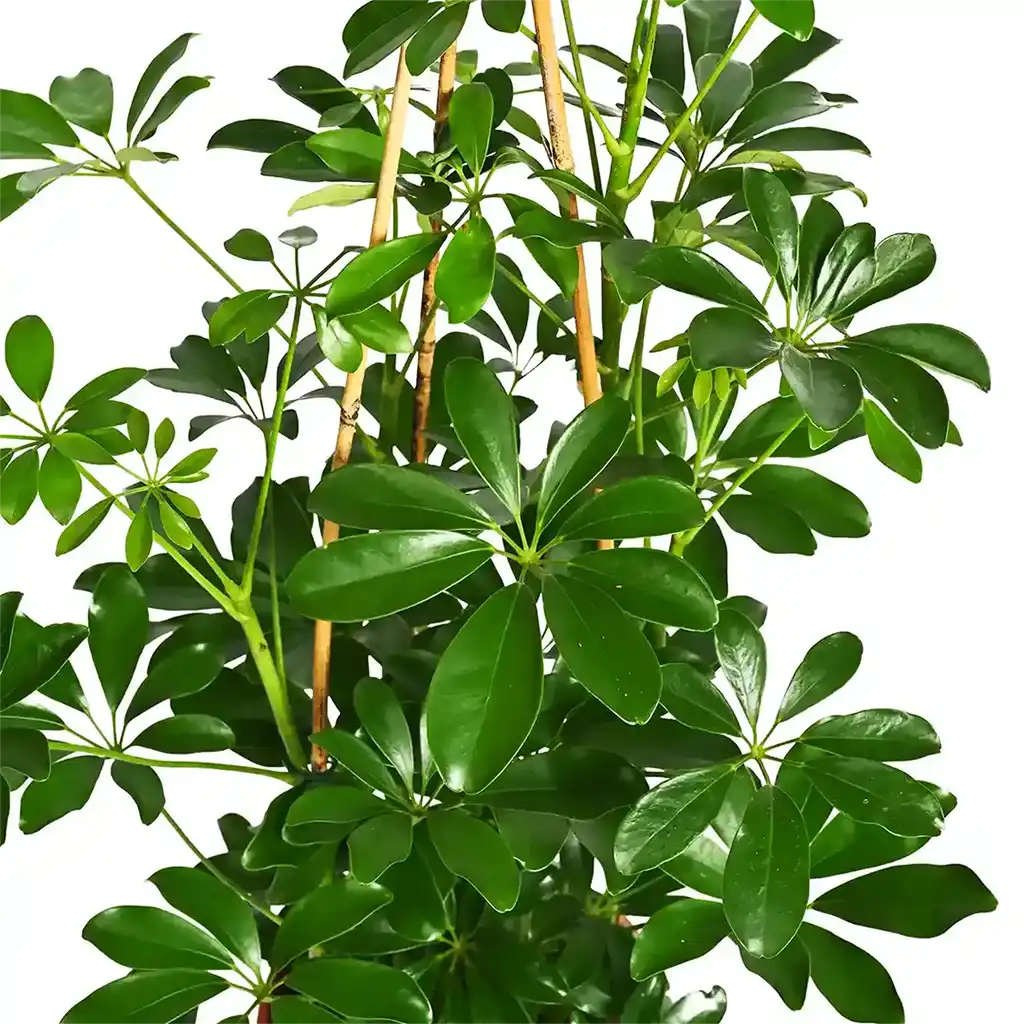 Schefflera Compacta - Umbrella Plant