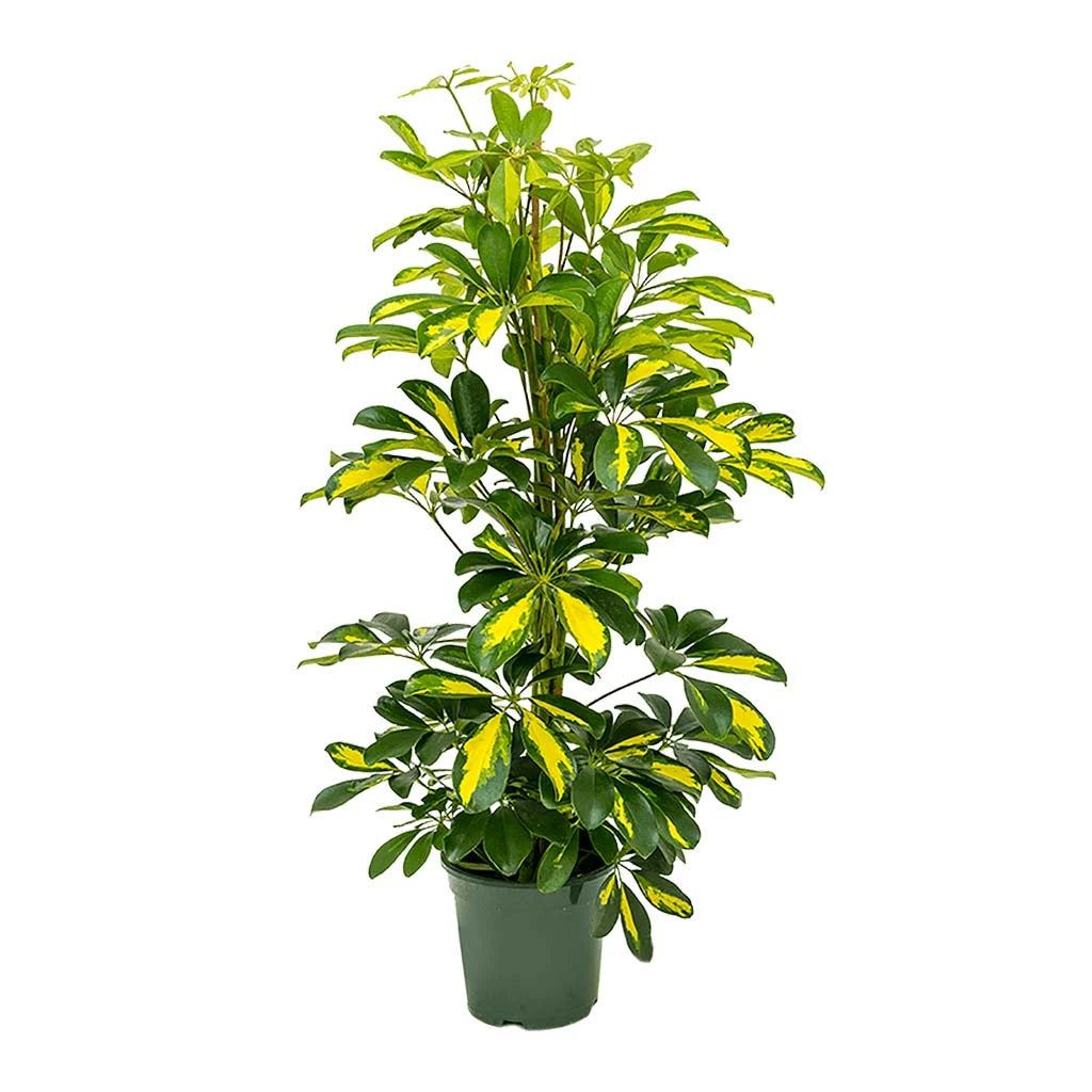 Schefflera Gold - Umbrella Tree Gold
